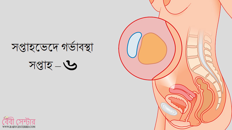 সপ্তাহ – ৬