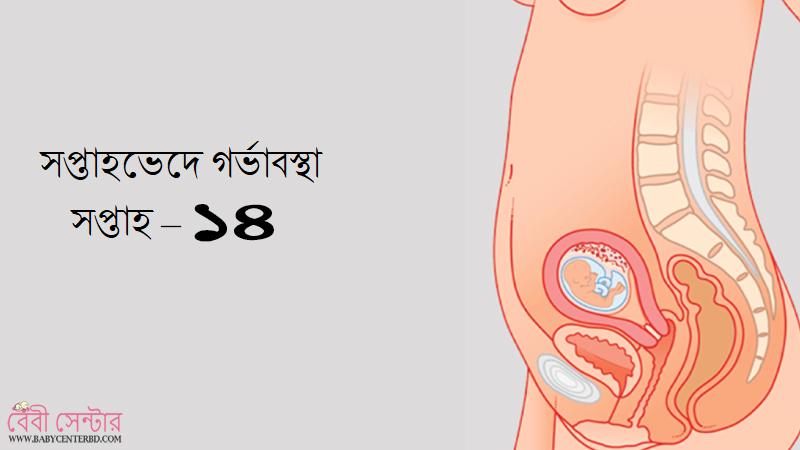 সপ্তাহ – ১৪